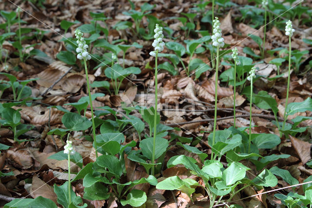Common Wintergreen (Pyrola minor)