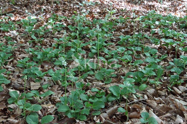 Common Wintergreen (Pyrola minor)