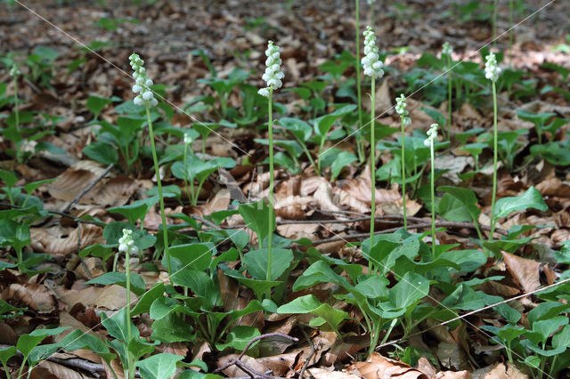 Common Wintergreen (Pyrola minor)