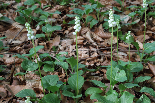 Common Wintergreen (Pyrola minor)