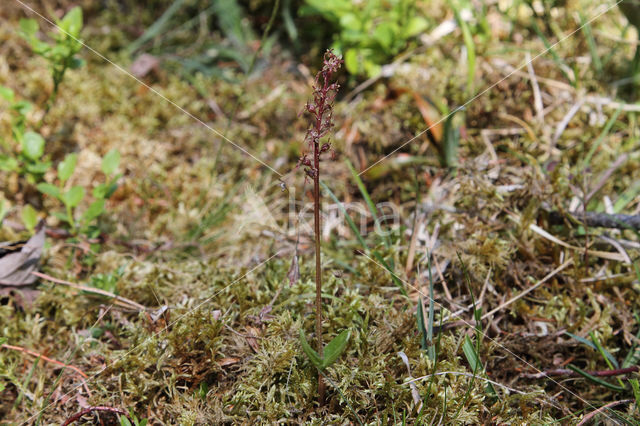 Lesser Twayblade (Listera cordata)