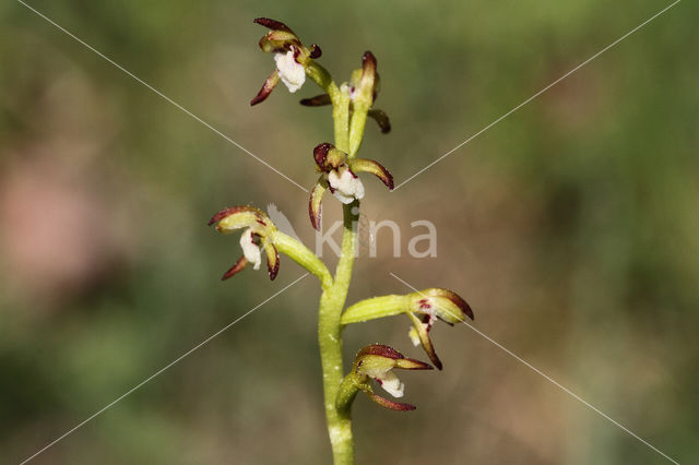 Early Coralroot (Corallorhiza trifida)