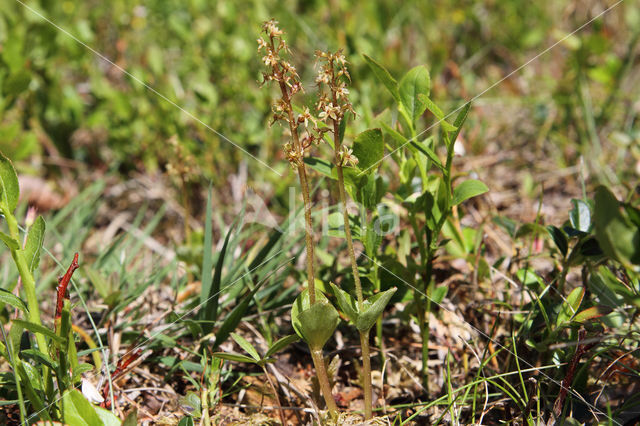 Lesser Twayblade (Listera cordata)