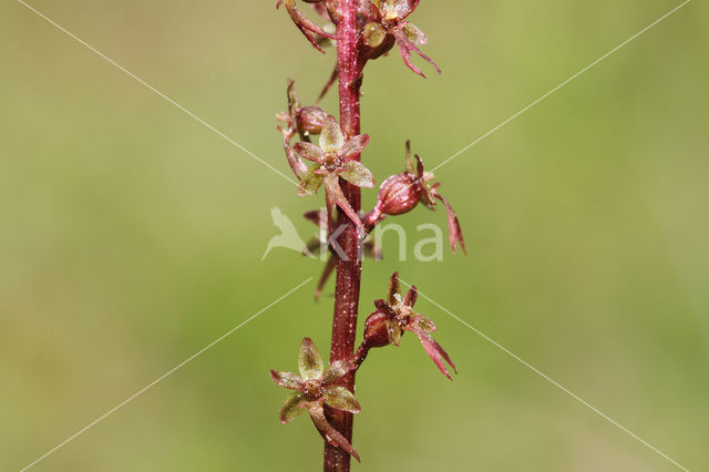 Kleine keverorchis (Listera cordata)