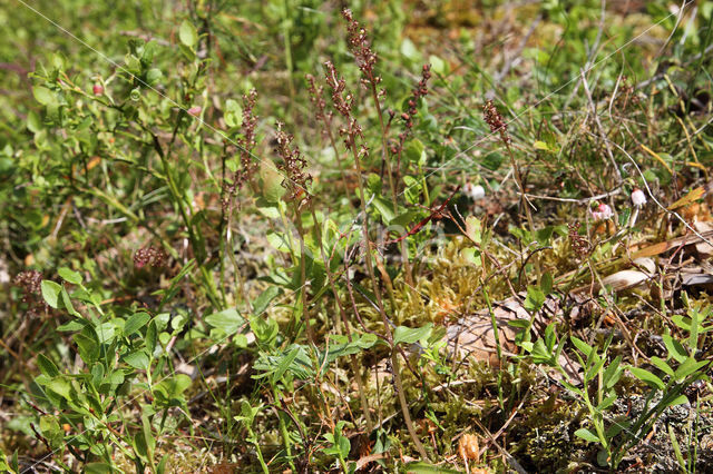 Lesser Twayblade (Listera cordata)