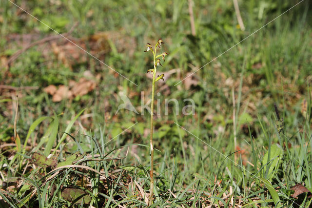 Koraalwortel (Corallorhiza trifida)