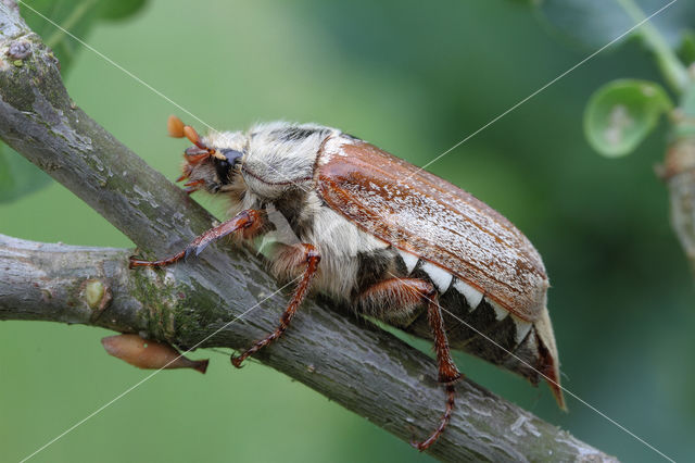 common cockchafer (Melolontha melolontha)