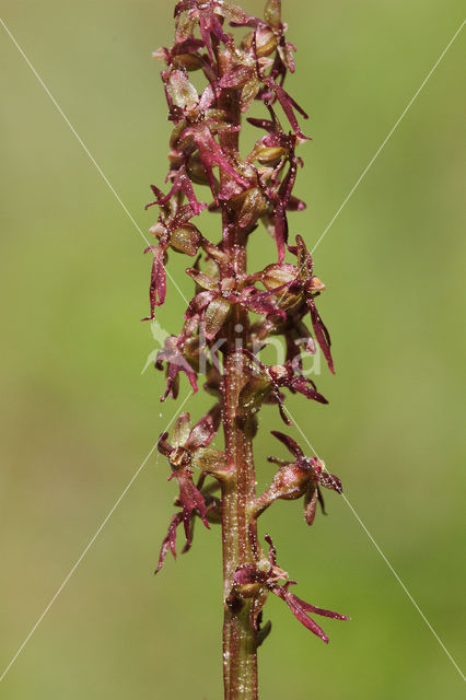 Kleine keverorchis (Listera cordata)