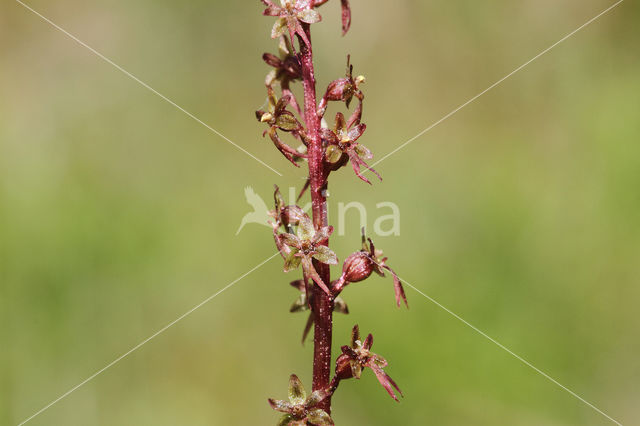 Lesser Twayblade (Listera cordata)