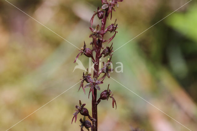 Lesser Twayblade (Listera cordata)