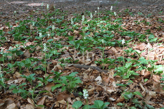 Common Wintergreen (Pyrola minor)