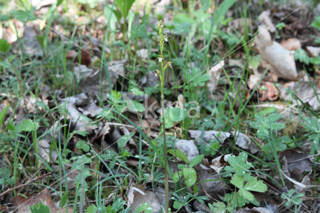 Koraalwortel (Corallorhiza trifida)