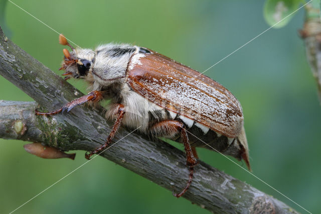 common cockchafer (Melolontha melolontha)