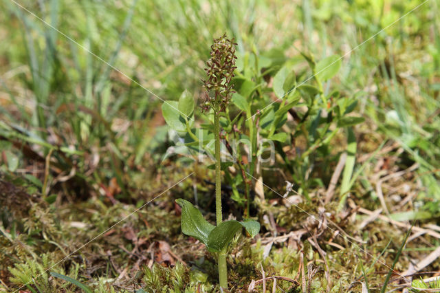 Kleine keverorchis (Listera cordata)