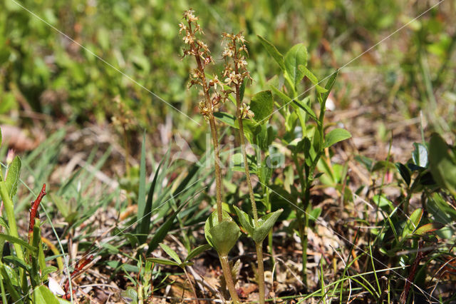 Kleine keverorchis (Listera cordata)