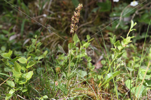 Lesser Twayblade (Listera cordata)