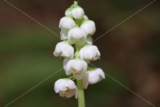 Common Wintergreen (Pyrola minor)