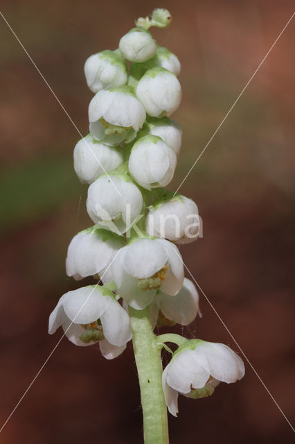 Common Wintergreen (Pyrola minor)