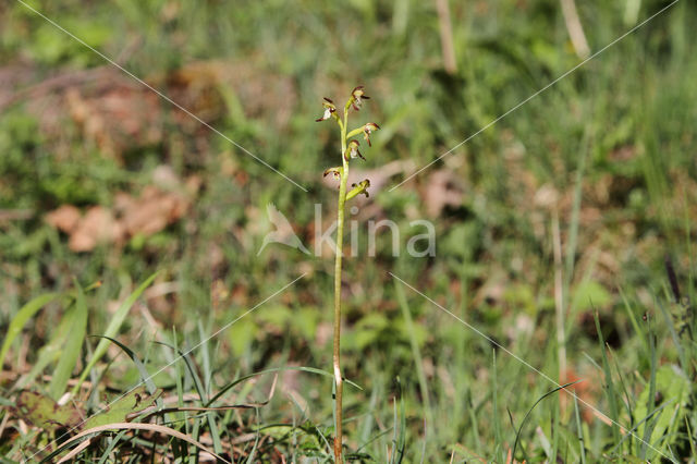 Early Coralroot (Corallorhiza trifida)