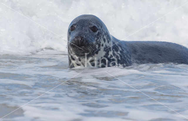 Grijze zeehond