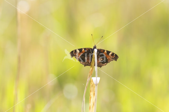 Peacock (Inachis io)