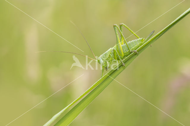 Grote groene sabelsprinkhaan (Tettigonia viridissima)