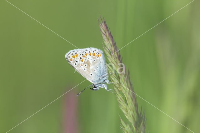 Common Blue (Polyommatus icarus)