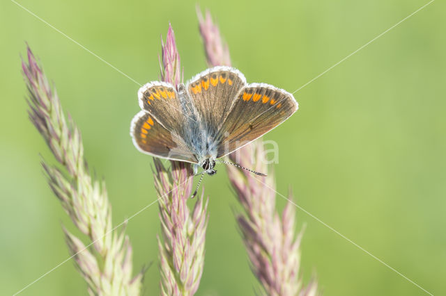 Common Blue (Polyommatus icarus)