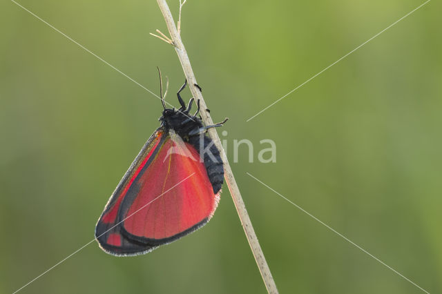 The Cinnabar (Tyria jacobaeae)