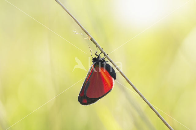 The Cinnabar (Tyria jacobaeae)