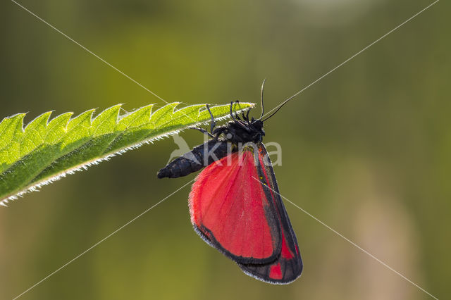 The Cinnabar (Tyria jacobaeae)