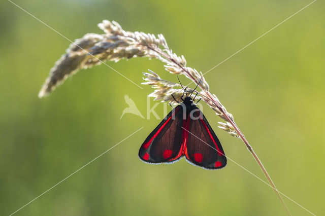 The Cinnabar (Tyria jacobaeae)