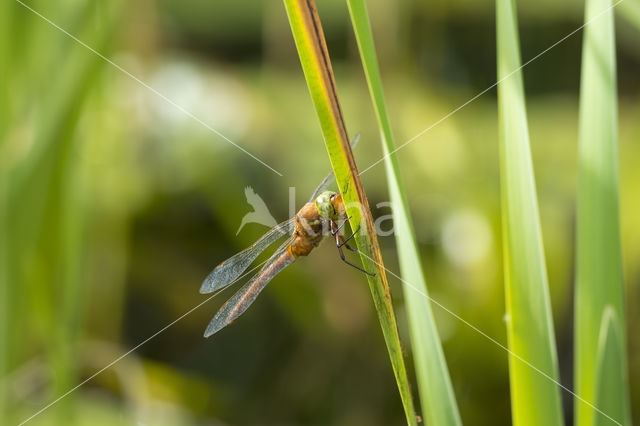 Northern Hawker (Aeshna isosceles)