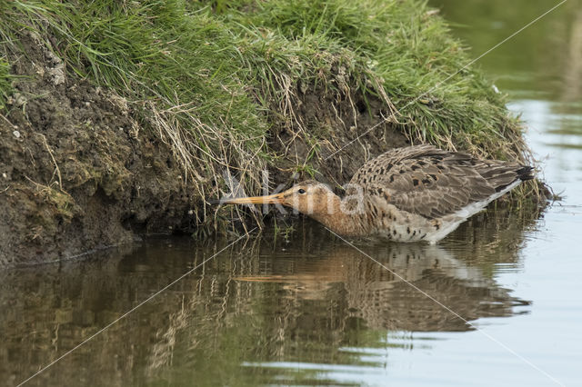 Black-tailed Godwit (Limosa limosa)