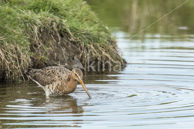 Black-tailed Godwit (Limosa limosa)