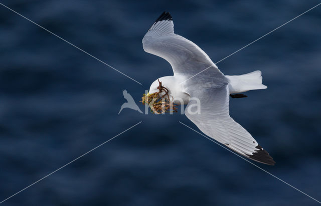 Black-legged Kittiwake (Rissa tridactyla)