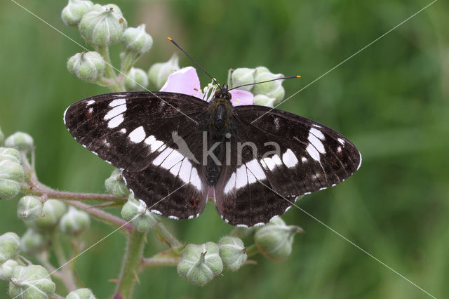 Kleine IJsvogelvlinder (Limenitis camilla)