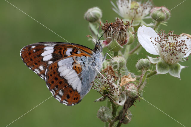 Kleine IJsvogelvlinder (Limenitis camilla)