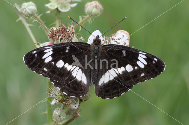 White Admiral (Limenitis camilla)