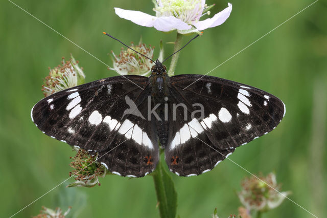 White Admiral (Limenitis camilla)