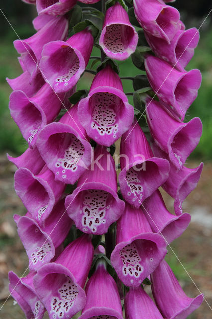 Foxglove (Digitalis purpurea)