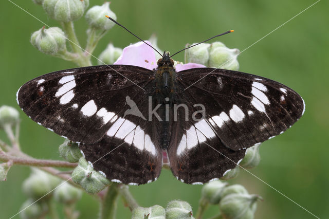 Kleine IJsvogelvlinder (Limenitis camilla)