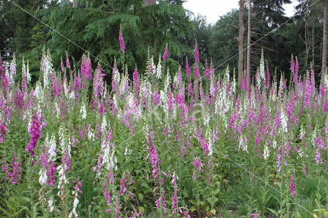 Gewoon vingerhoedskruid (Digitalis purpurea)