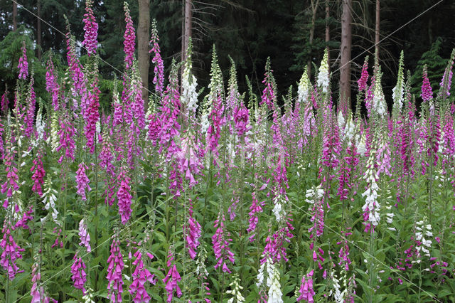 Gewoon vingerhoedskruid (Digitalis purpurea)