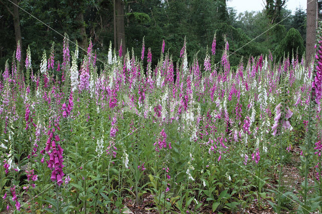 Foxglove (Digitalis purpurea)