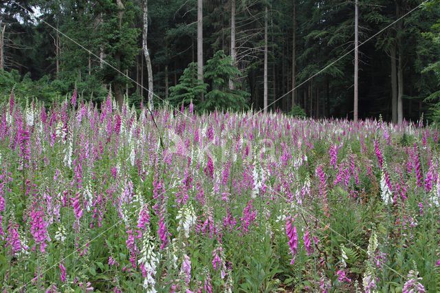 Gewoon vingerhoedskruid (Digitalis purpurea)