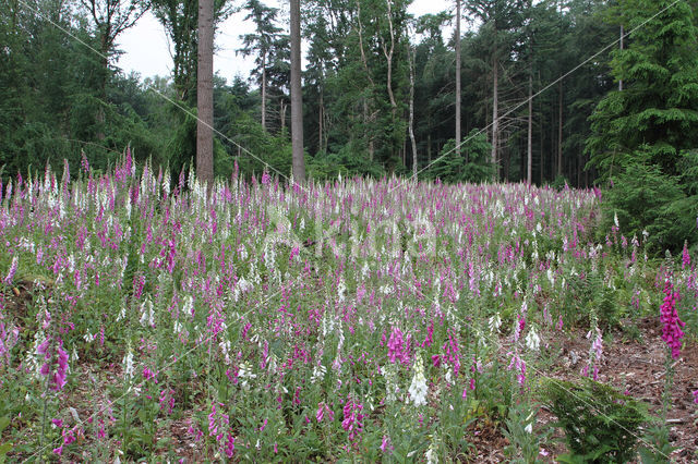 Gewoon vingerhoedskruid (Digitalis purpurea)