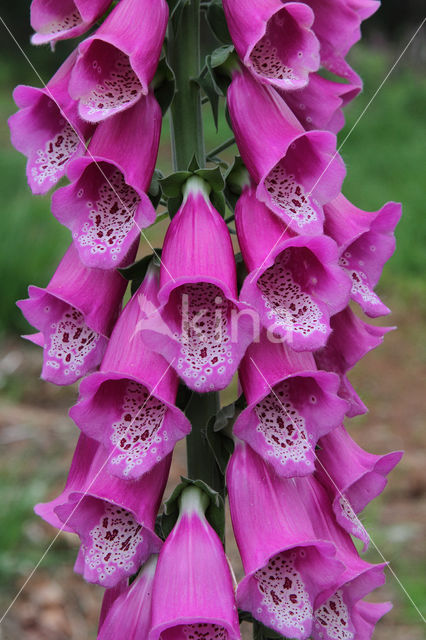 Gewoon vingerhoedskruid (Digitalis purpurea)