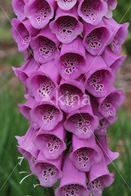 Gewoon vingerhoedskruid (Digitalis purpurea)