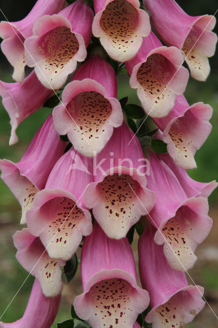 Gewoon vingerhoedskruid (Digitalis purpurea)